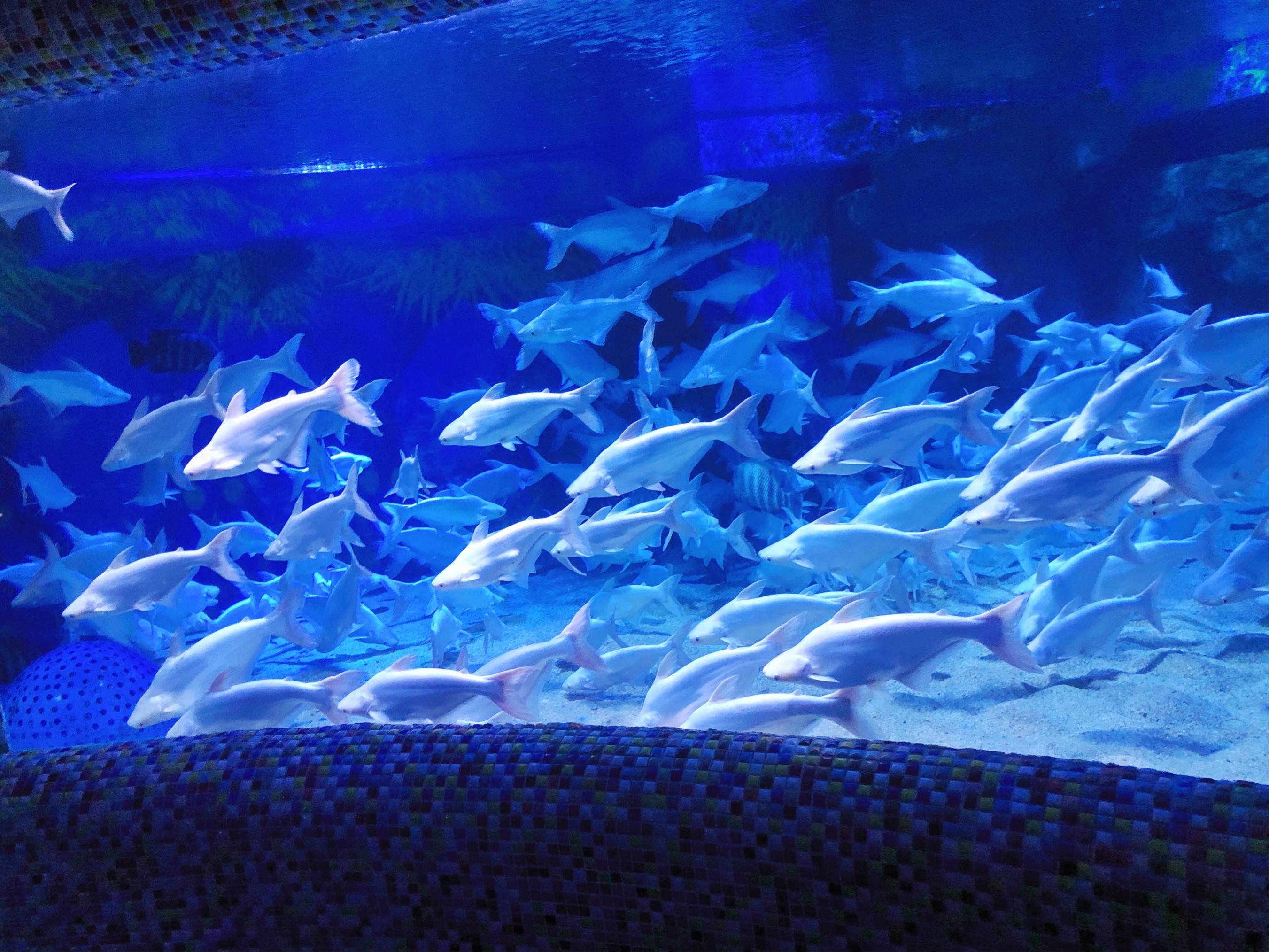 1645176727792841.jpg src=http___p0.meituan.net_shaitu_e82500b9b424d87392c2d224d0b0e4951678551.jpg&refer=http___p0.meituan.jpg